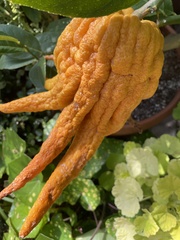 Citrus medica sarcodactylis
