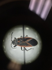 Melacoryphus admirabilis