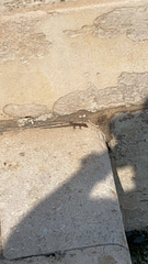 Podarcis muralis