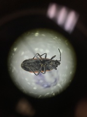 Melacoryphus admirabilis