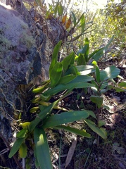 Prosthechea moojenii