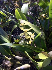 Prosthechea moojenii