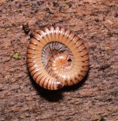 Cylindroiulus boleti