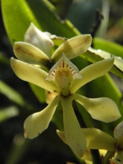 Prosthechea moojenii