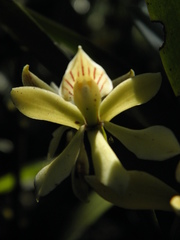 Prosthechea moojenii