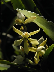 Prosthechea moojenii
