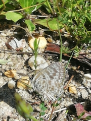 Leptotes pirithous pirithous
