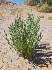 Oligomeris linifolia