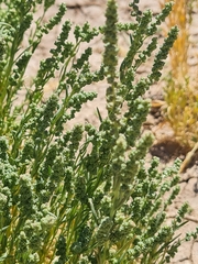 Oligomeris linifolia