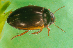 Agabus uliginosus