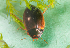 Agabus uliginosus
