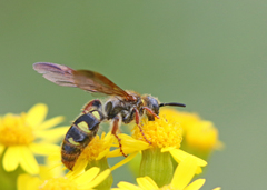 Xanthocampsomeris fulvohirta