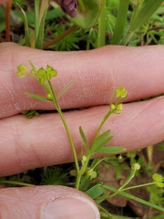 Ranunculus hebecarpus