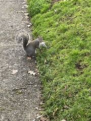 Sciurus carolinensis