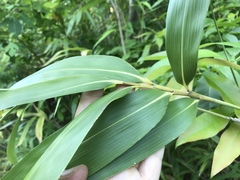 Pseudosasa japonica