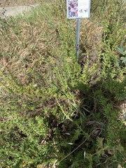 Tournefortia gnaphalodes