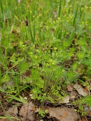 Ranunculus hebecarpus