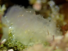 Distaplia