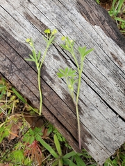 Ranunculus hebecarpus