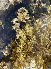 Sargassum aquifolium