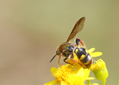 Xanthocampsomeris fulvohirta