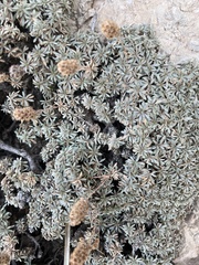 Petrophytum caespitosum