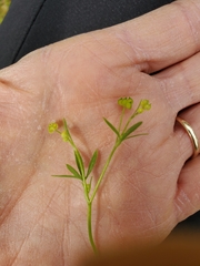 Ranunculus hebecarpus