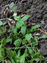 Stellaria aquatica