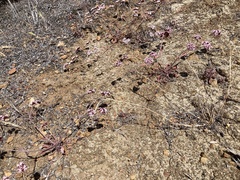 Chorizanthe wheeleri