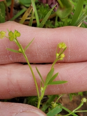 Ranunculus hebecarpus