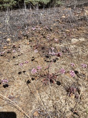 Chorizanthe wheeleri