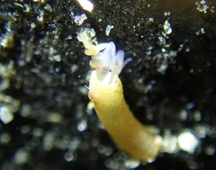 Caecum californicum
