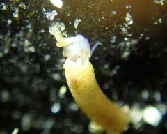 Caecum californicum