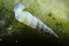 Turbonilla hypolispa