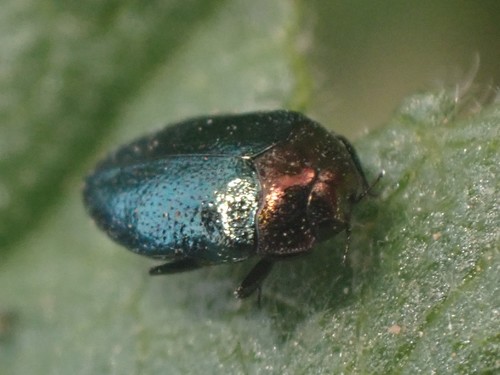 Metallic wood-boring beetle