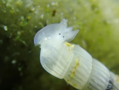 Turbonilla hypolispa