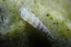 Turbonilla hypolispa