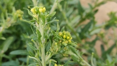 Sisymbrium runcinatum