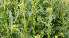 Sisymbrium runcinatum