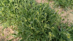 Sisymbrium runcinatum