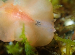 Eurylepta aurantiaca