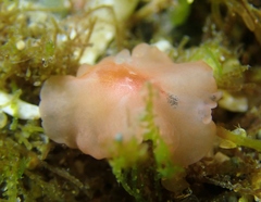 Eurylepta aurantiaca
