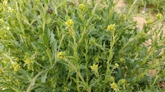 Sisymbrium runcinatum