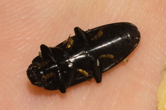 Pselaphacus curvipes