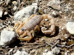 Occitanus
