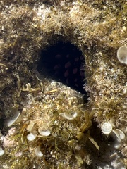 Echinometra oblonga