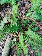 Blechnum australe australe