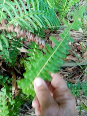 Blechnum australe australe