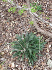 Lithospermum bejariense