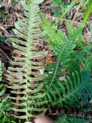 Blechnum australe australe